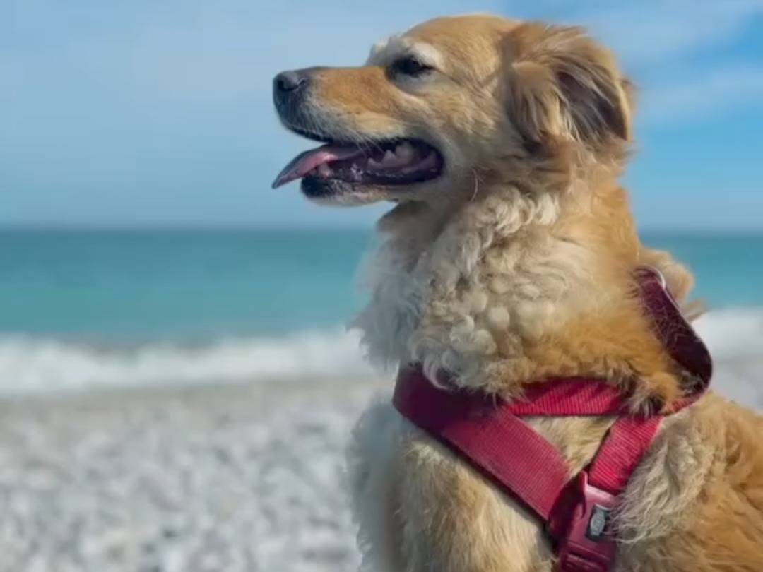 Adozione cane, maschio, Golden Retriever, 8 anni  e 2 mesi , taglia media contenuta, Belluno