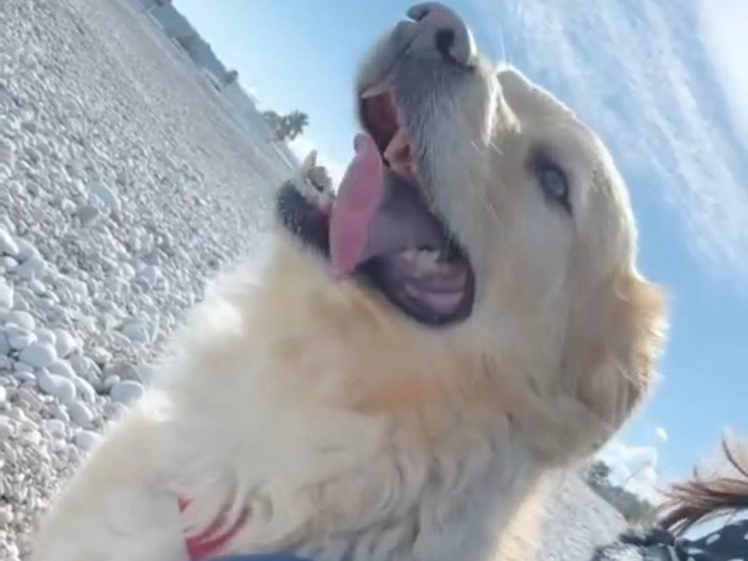 Adotta un cane, maschio, 8 anni  e 7 mesi , Belluno