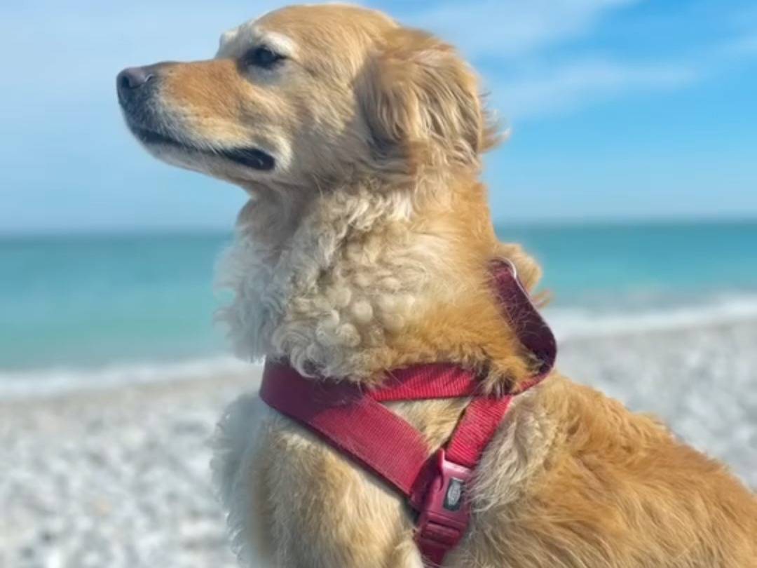 Adotta un cane, taglia media contenuta, maschio, Belluno