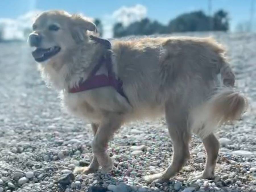 Vuoi adottare un cane a Belluno?