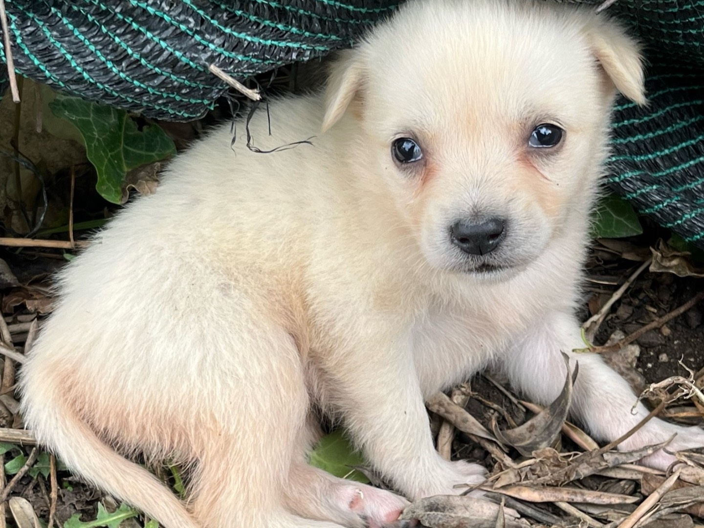 Adotta un cane, taglia media contenuta, femmina, Avellino