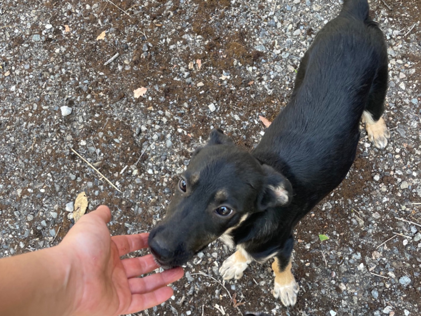 Adotta un cane, femmina, 9 mesi, Cosenza
