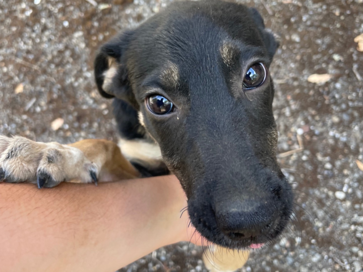 Adotta un cane, taglia media, femmina, Cosenza