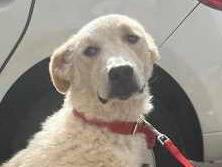 Adotta un cane, maschio, 1 anno e 5 mesi , Padova