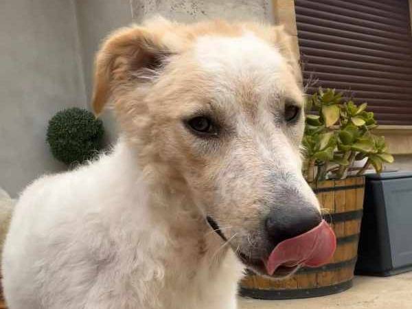 Adotta un cane, taglia grande, maschio, Padova