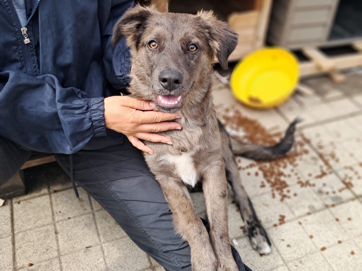 Adotta un cane, maschio, 1 anno e 10 mesi, Avellino