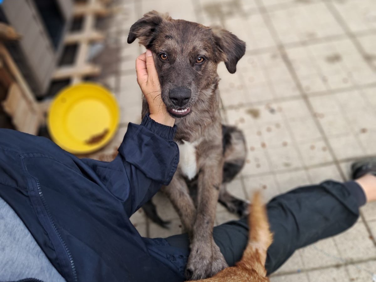 Adotta un cane, taglia media, maschio, Avellino