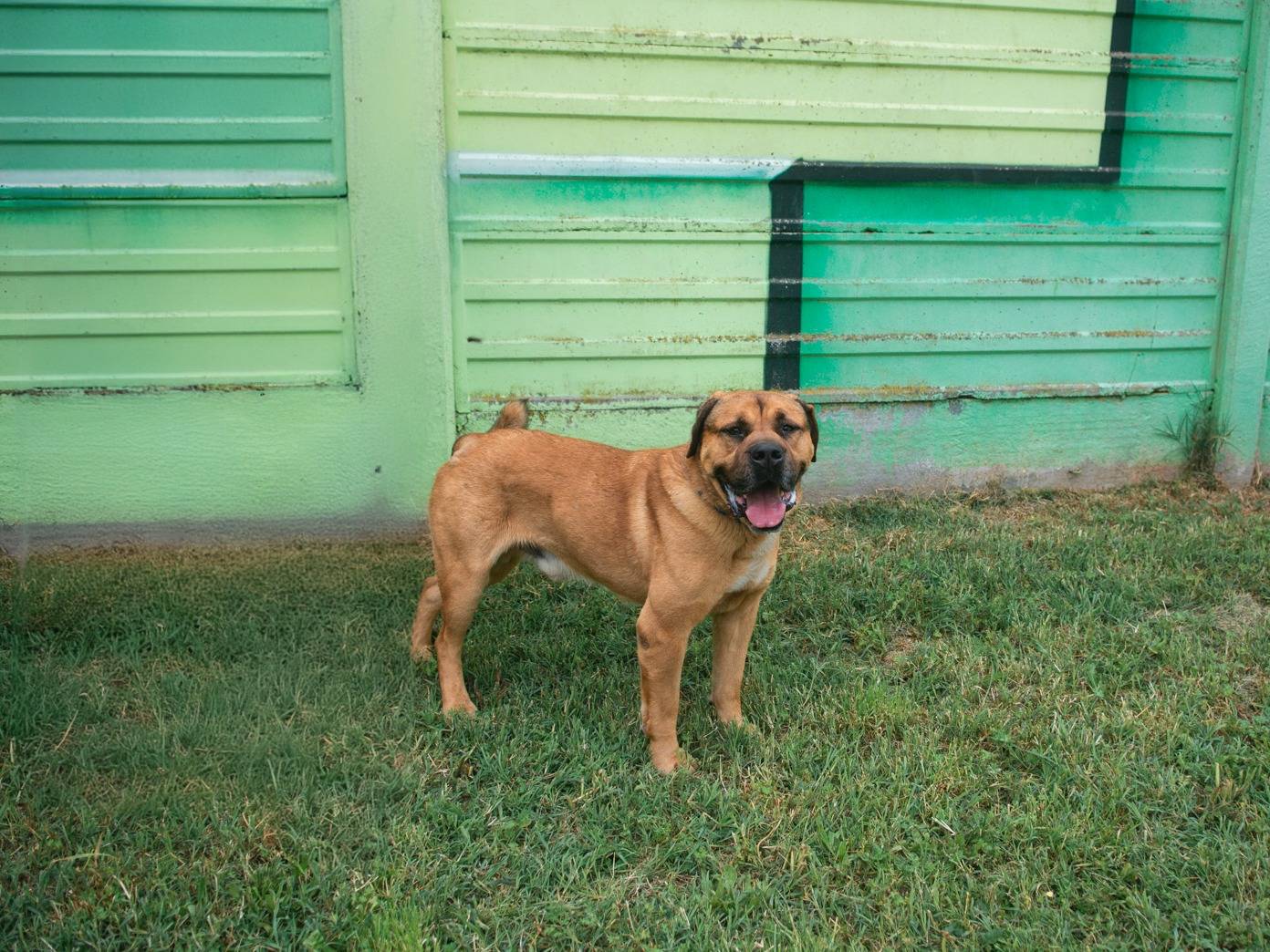 Adotta un cane, taglia gigante, maschio, Bologna