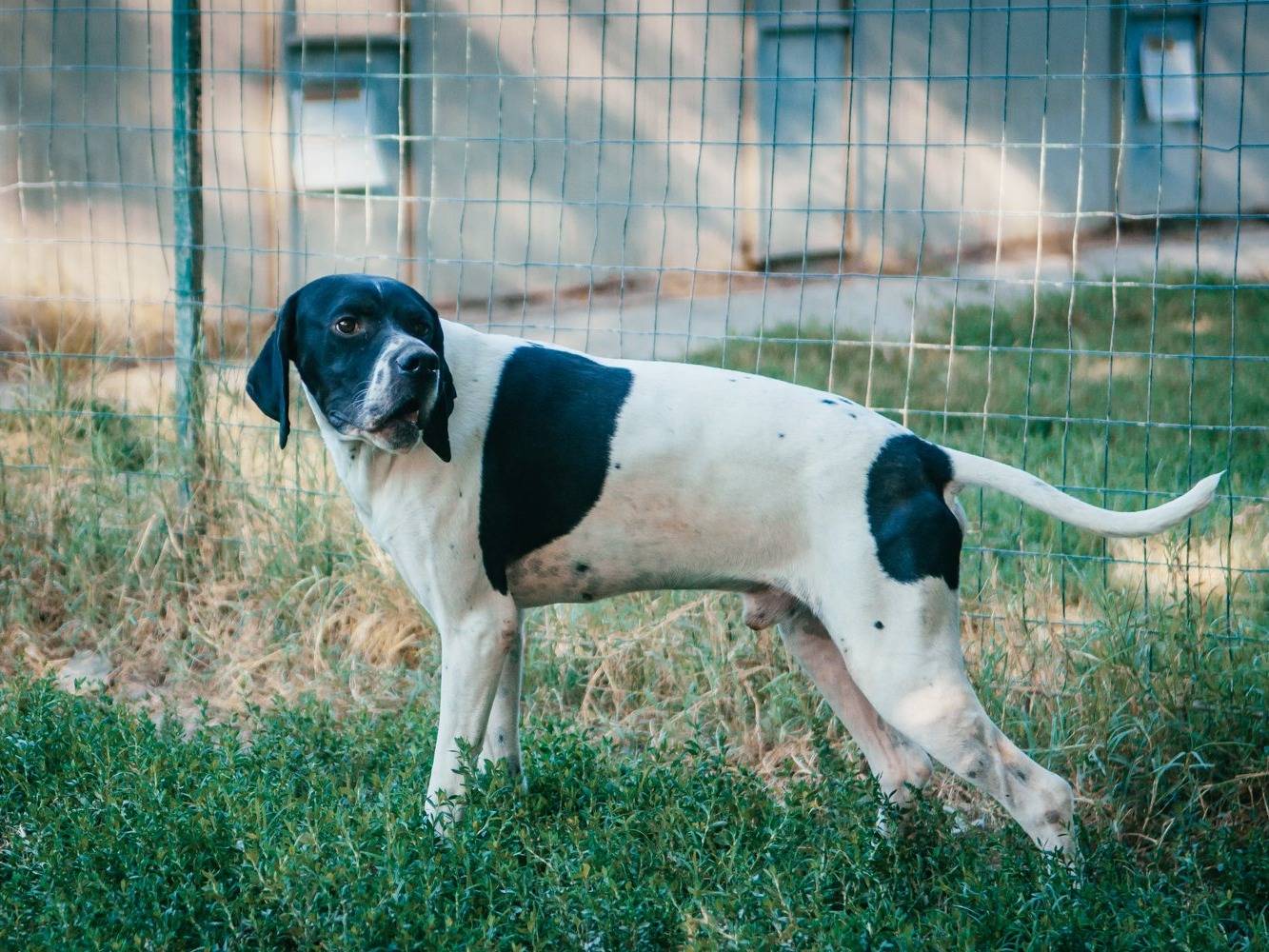 Adotta il cane Pointy a Bologna