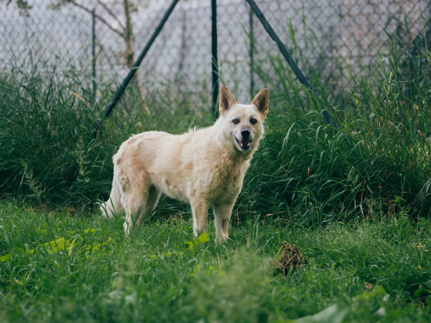 Foto dell'animale