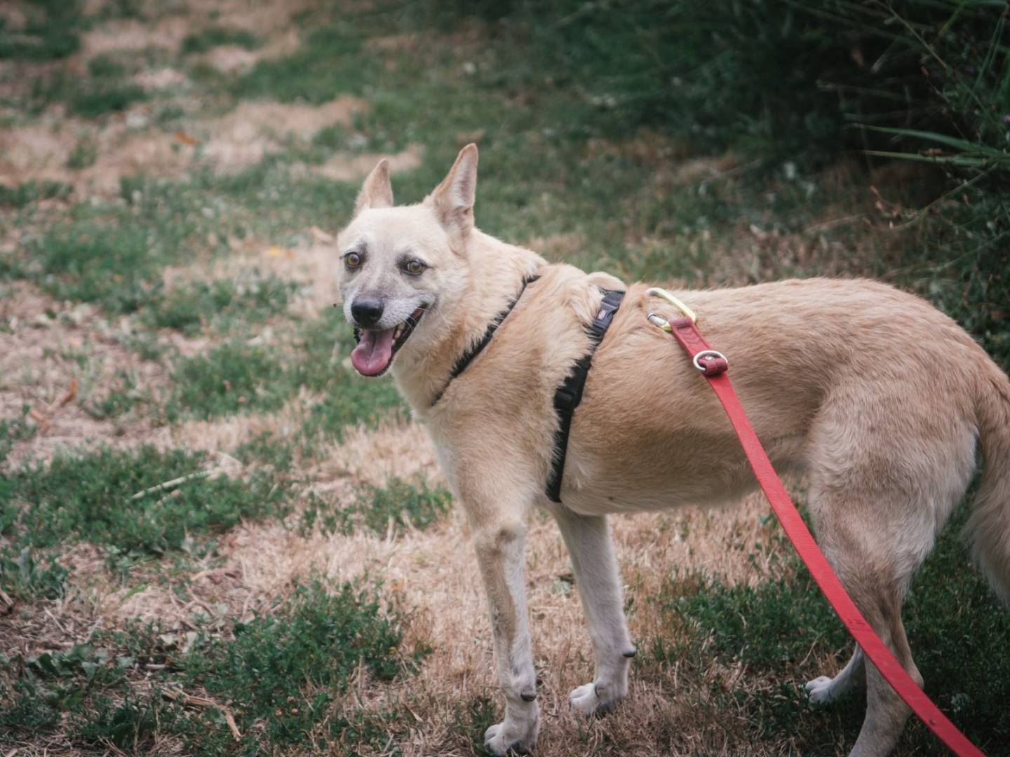 Adotta un cane, femmina, 10 anni  e 5 mesi , Bologna