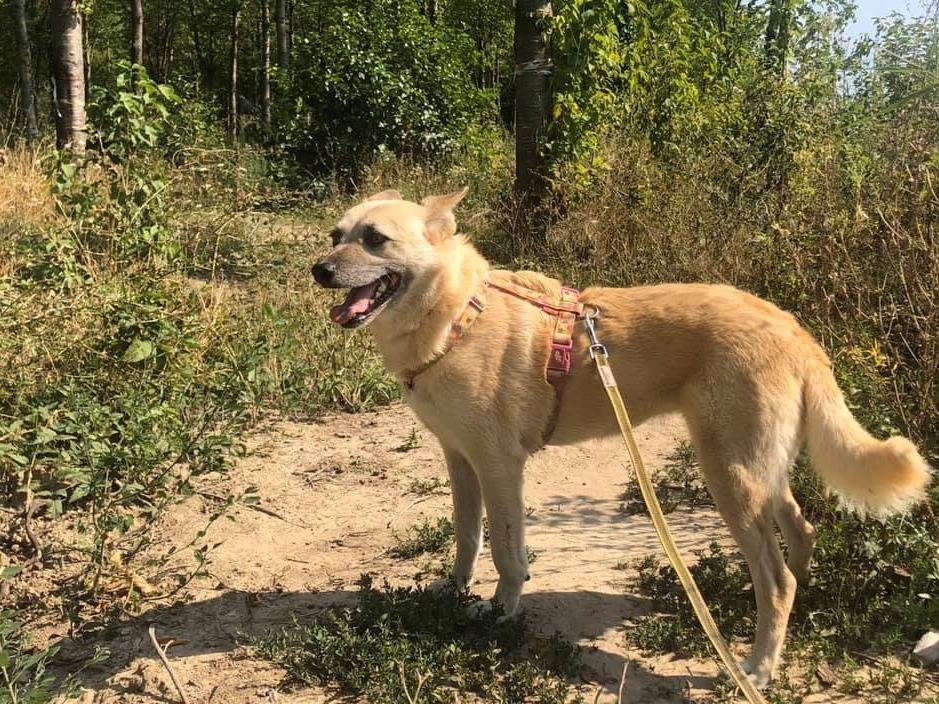 Vuoi adottare un cane a Bologna?