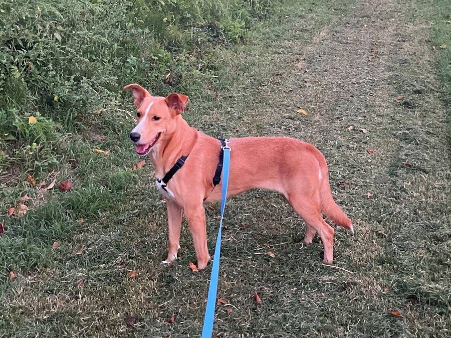 Adotta un cane, femmina, 7 anni  e 8 mesi , Bologna