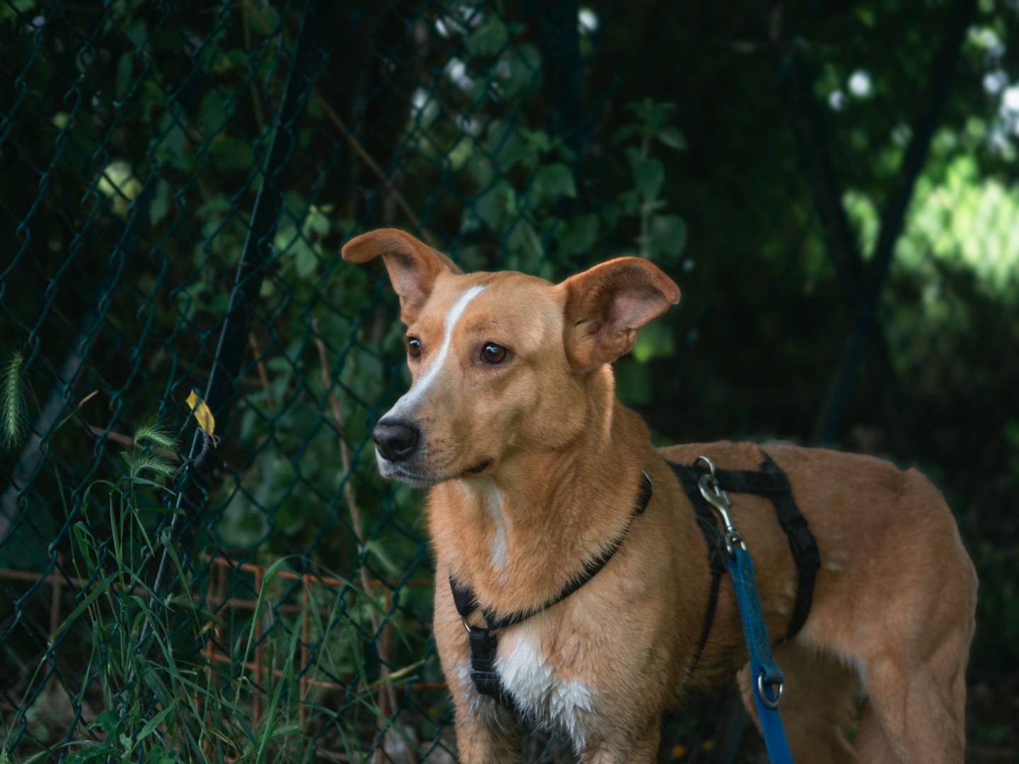 Adotta un cane, taglia media, femmina, Bologna