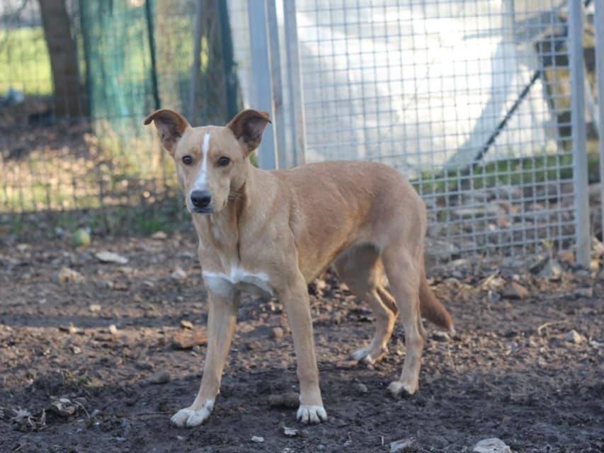 Vuoi adottare un cane a Bologna?
