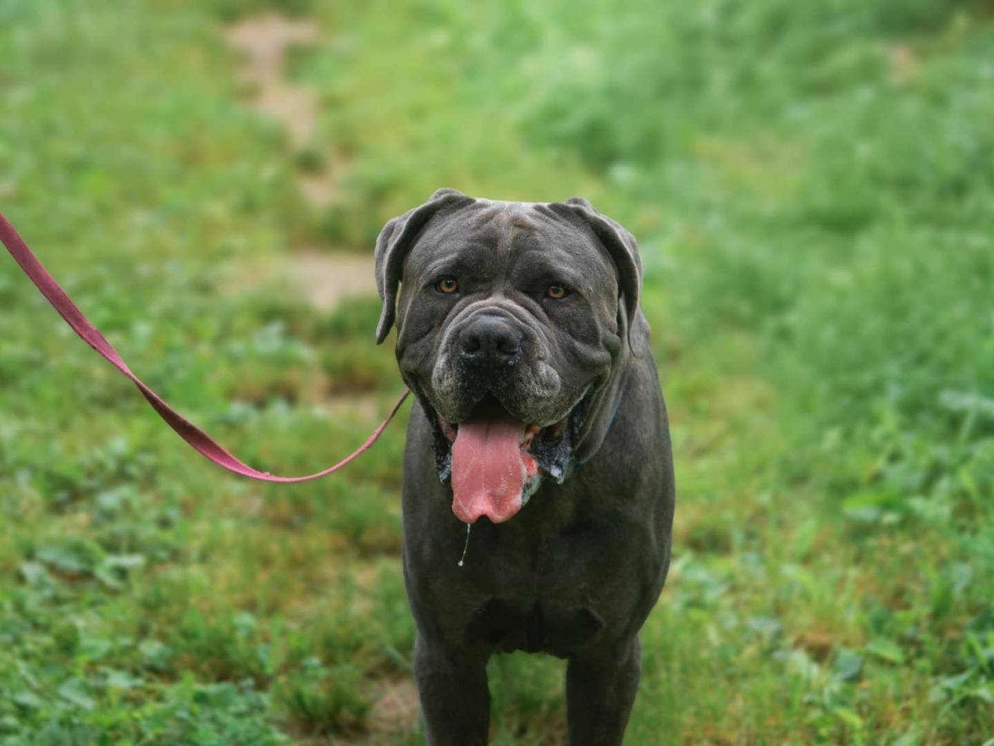 Adozione cane, maschio, Corso, 7 anni e 2 mesi, taglia gigante, Bologna