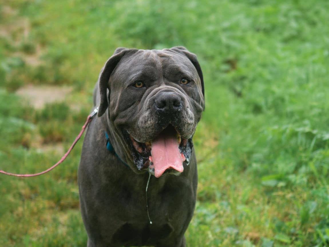 Adotta un cane, maschio, 7 anni e 2 mesi, Bologna