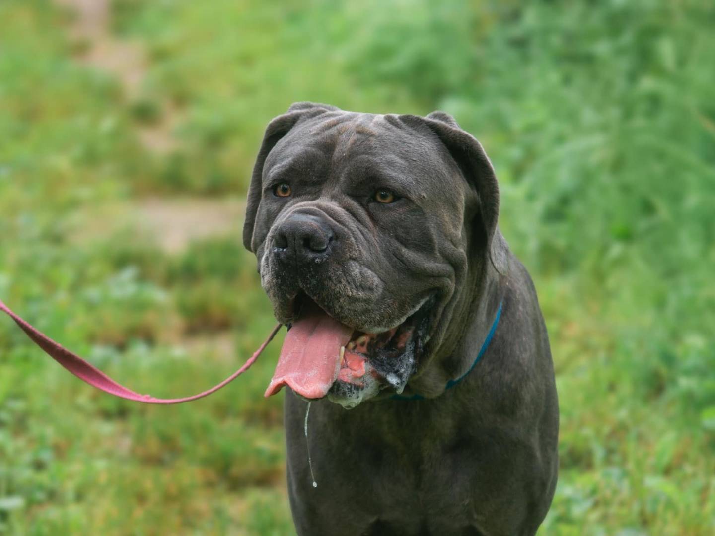 Adotta un cane, taglia gigante, maschio, Bologna