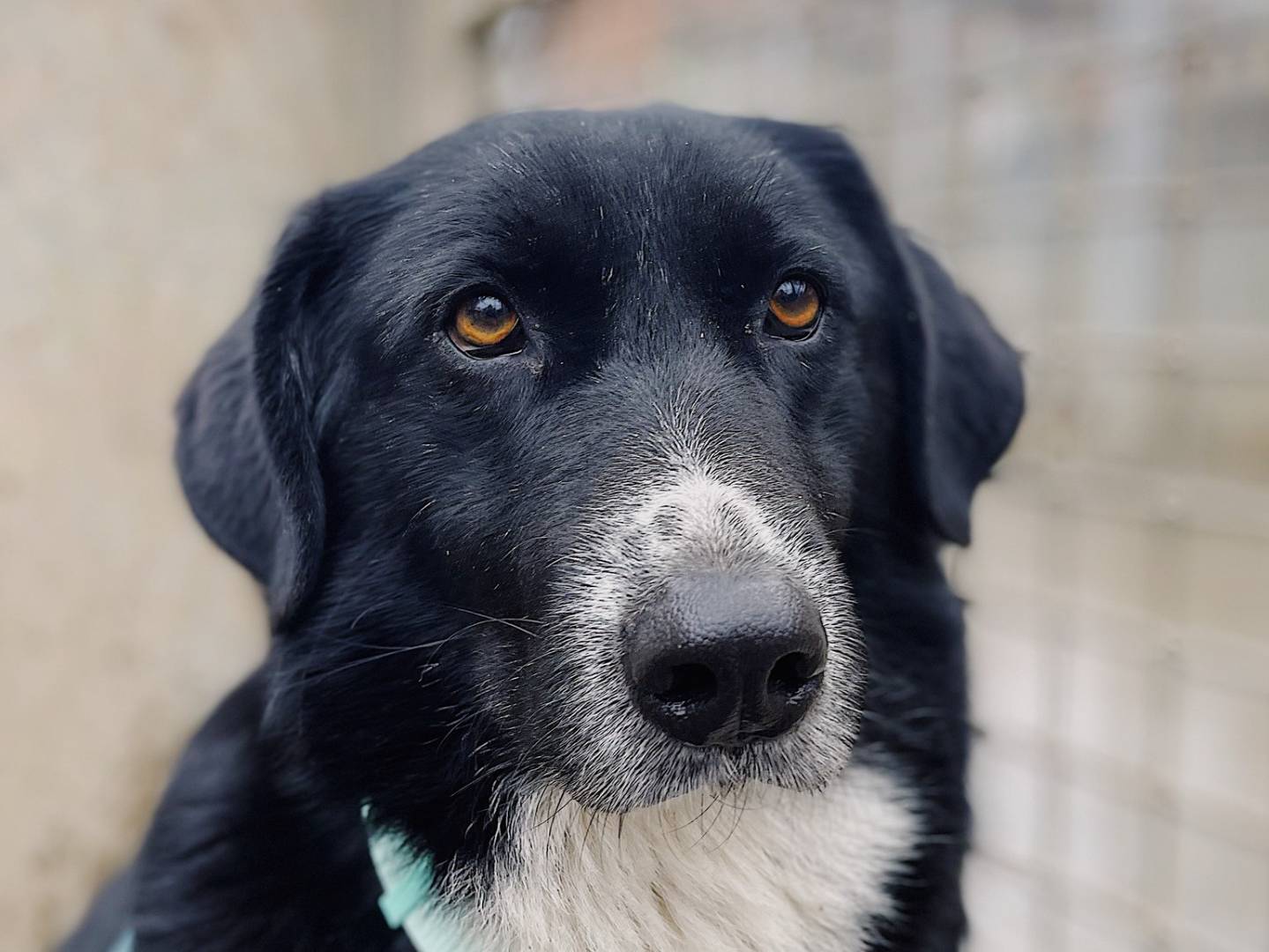 Adotta un cane, femmina, 7 anni  e 7 mesi , Bologna