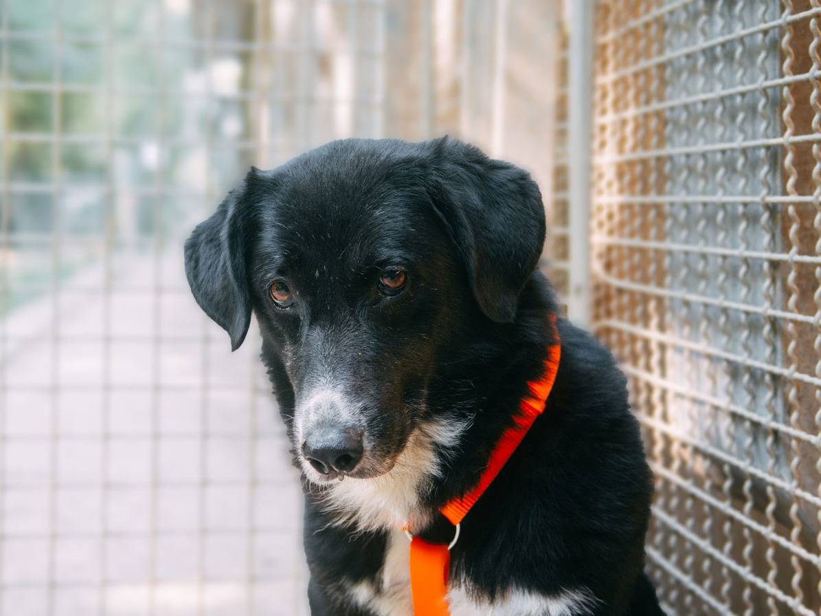 Adotta un cane, taglia media, femmina, Bologna