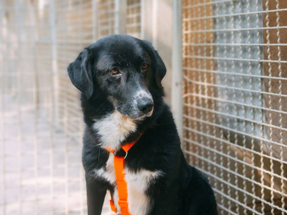 Vuoi adottare un cane a Bologna?