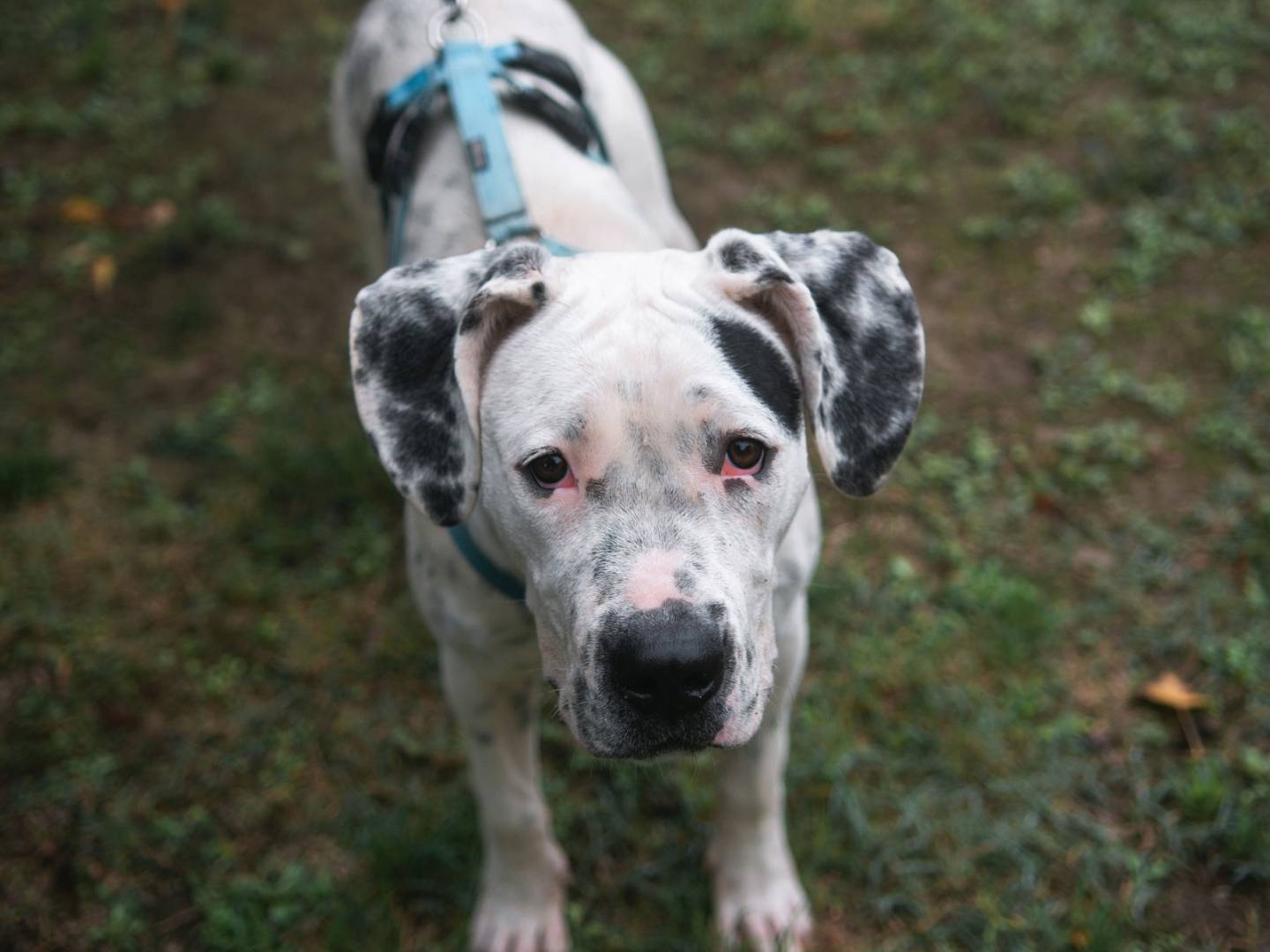 Adozione cane, femmina, Dogo Argentino, 2 anni  e 1 mese, taglia gigante, Bologna