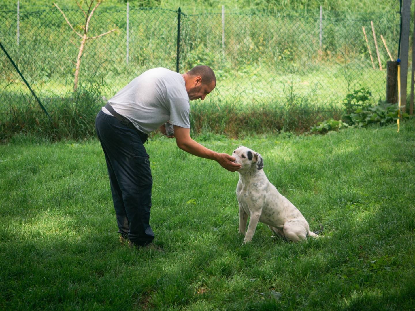 Adotta un cane, femmina, 2 anni  e 1 mese, Bologna