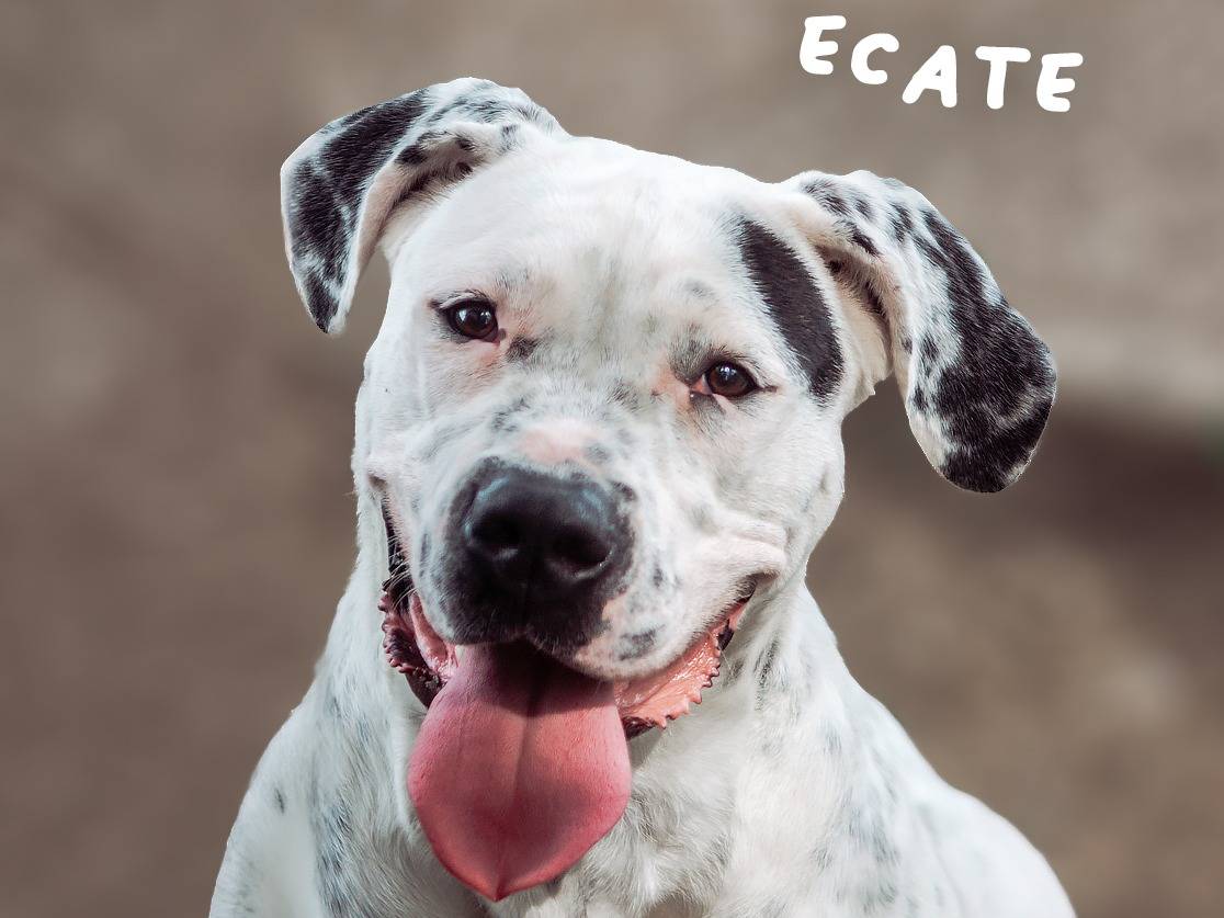 Adotta un cane, taglia gigante, femmina, Bologna