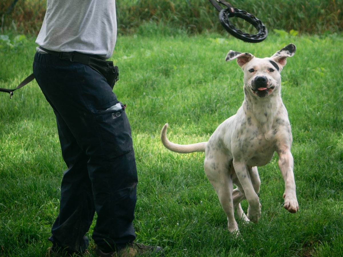 Vuoi adottare un cane a Bologna?