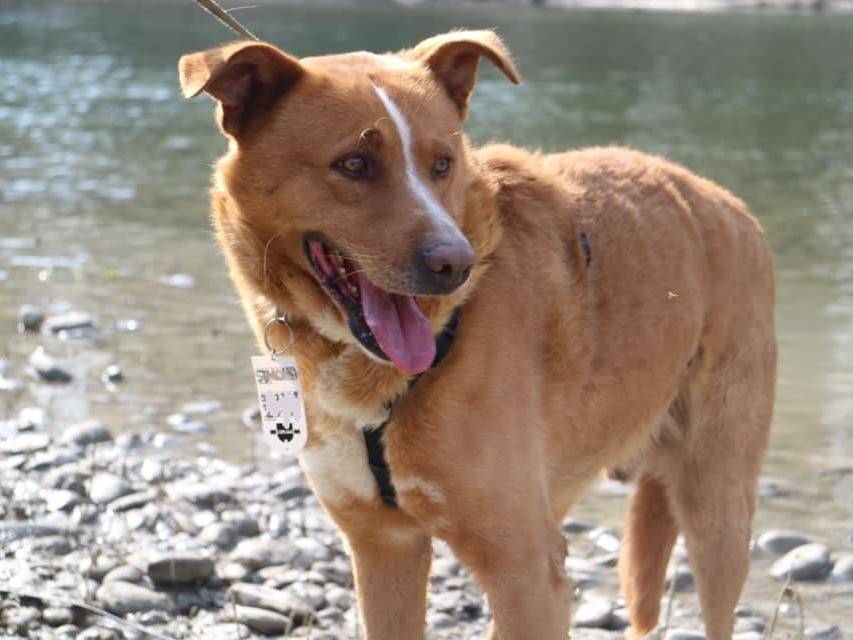 Adotta un cane, taglia media, maschio, Bologna