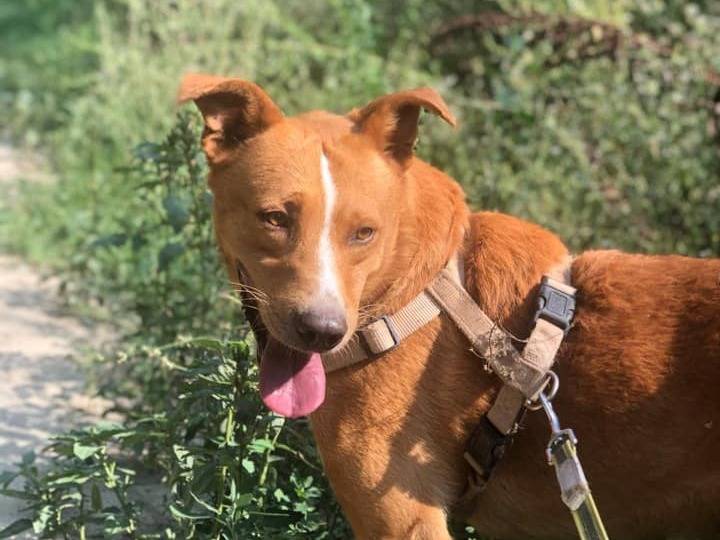 Vuoi adottare un cane a Bologna?