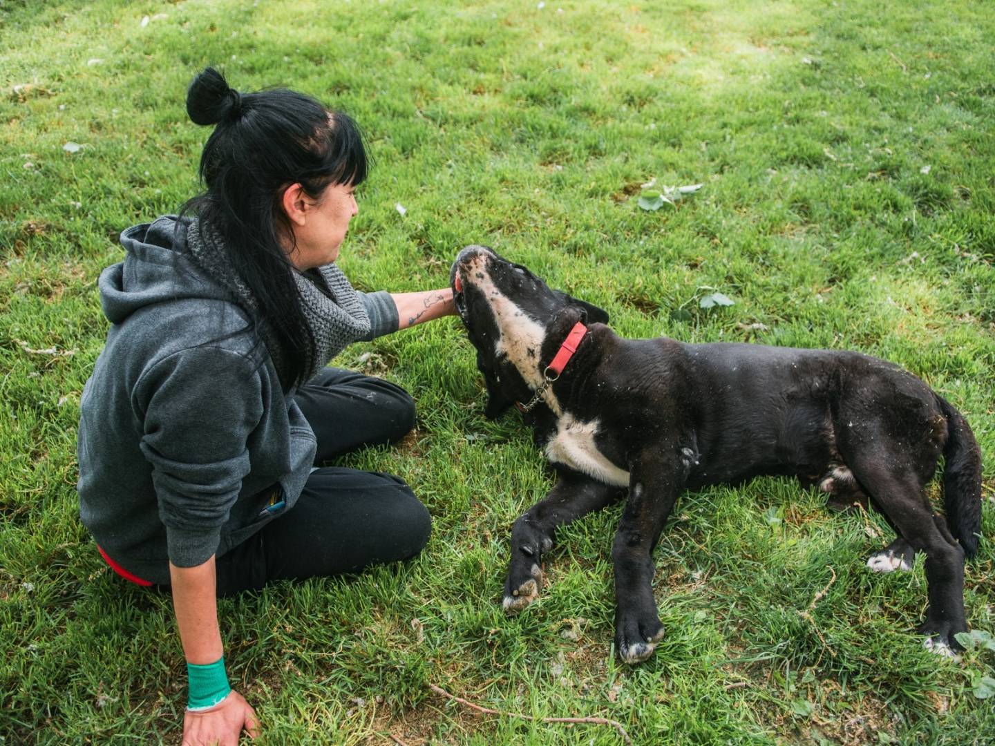 Adotta un cane, maschio, 9 anni  e 4 mesi , Bologna