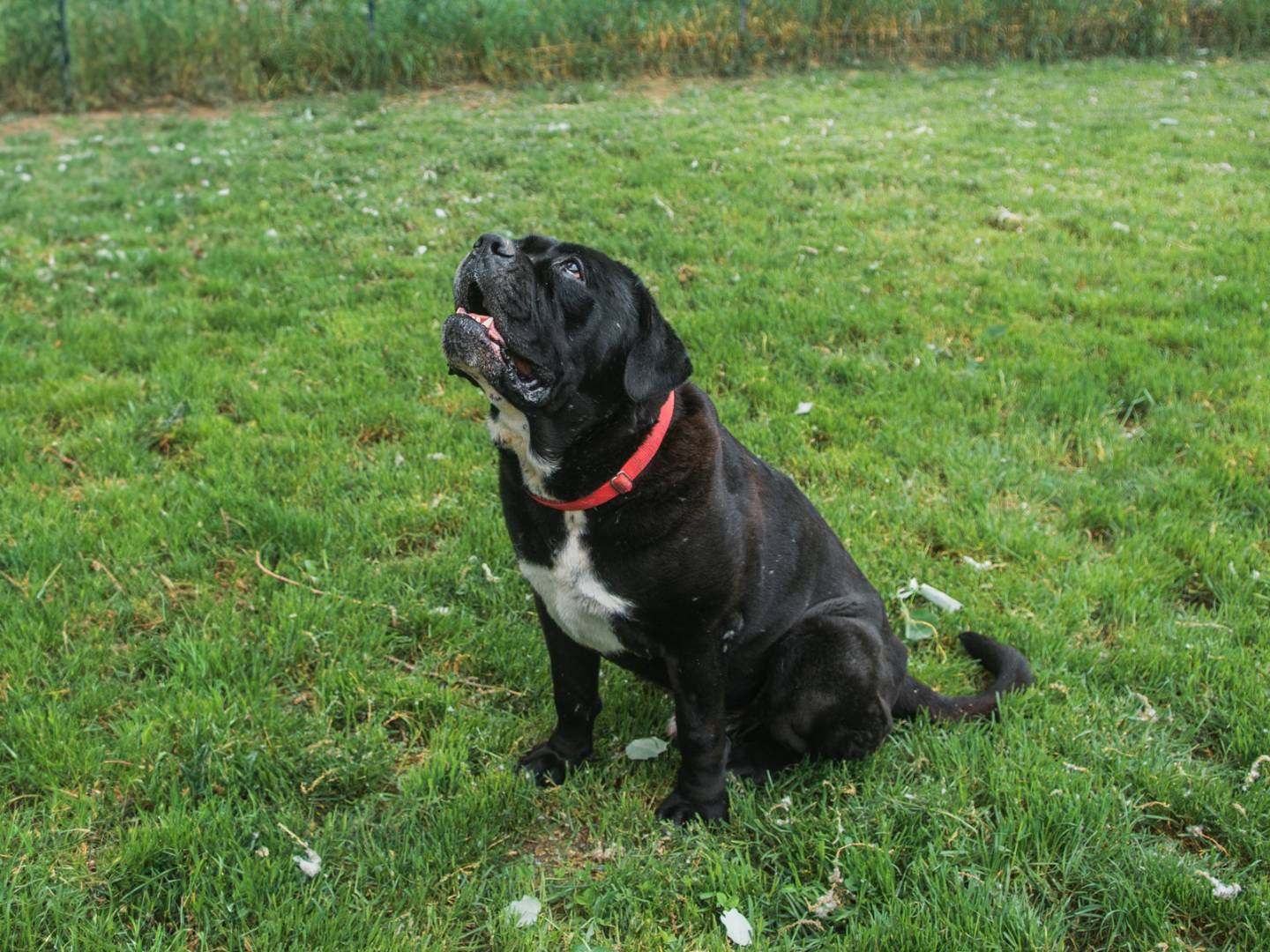 Adotta un cane, taglia gigante, maschio, Bologna