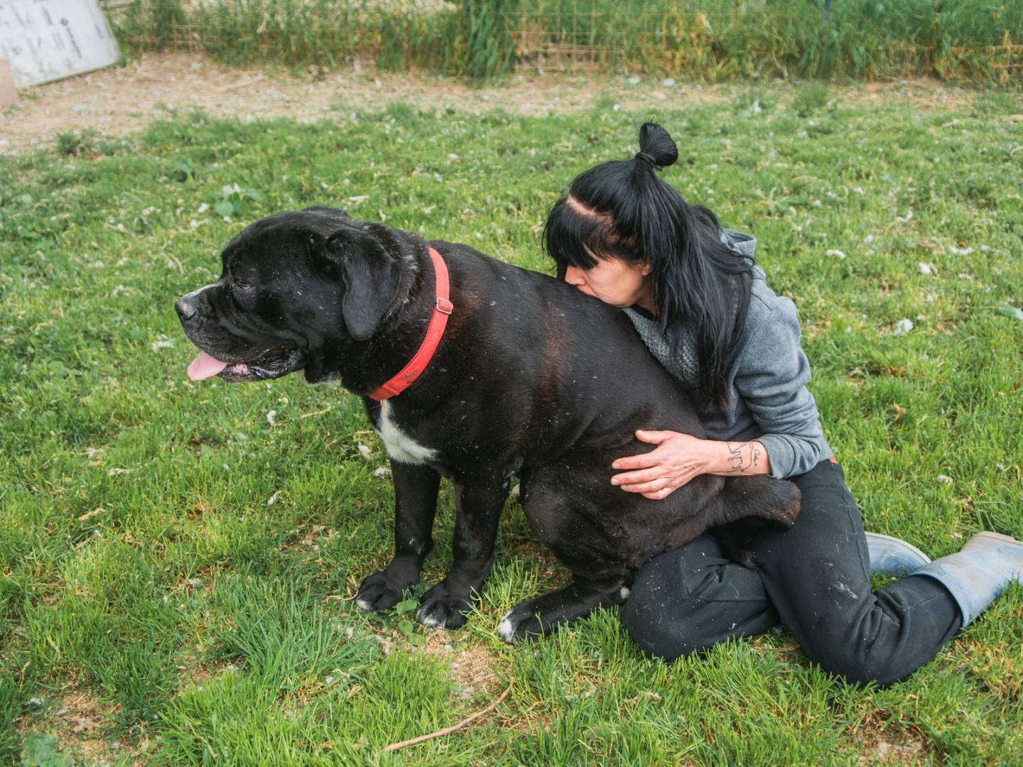 Vuoi adottare un cane a Bologna?