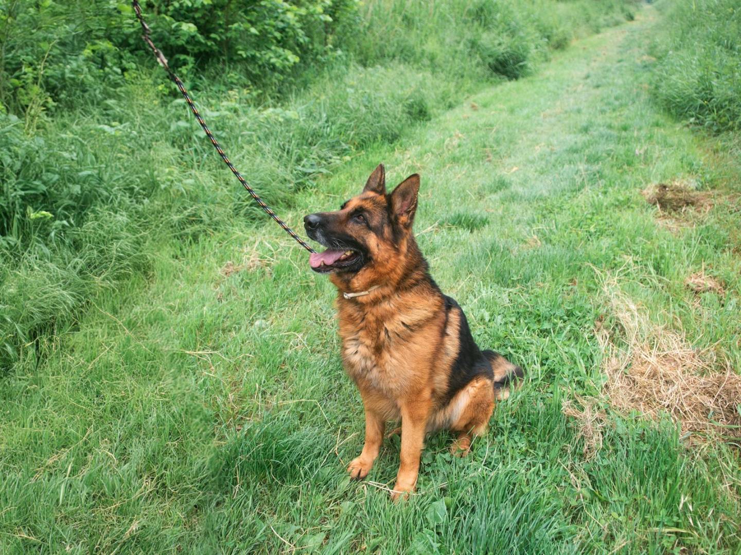 Adotta un cane, maschio, 6 anni  e 8 mesi , Bologna