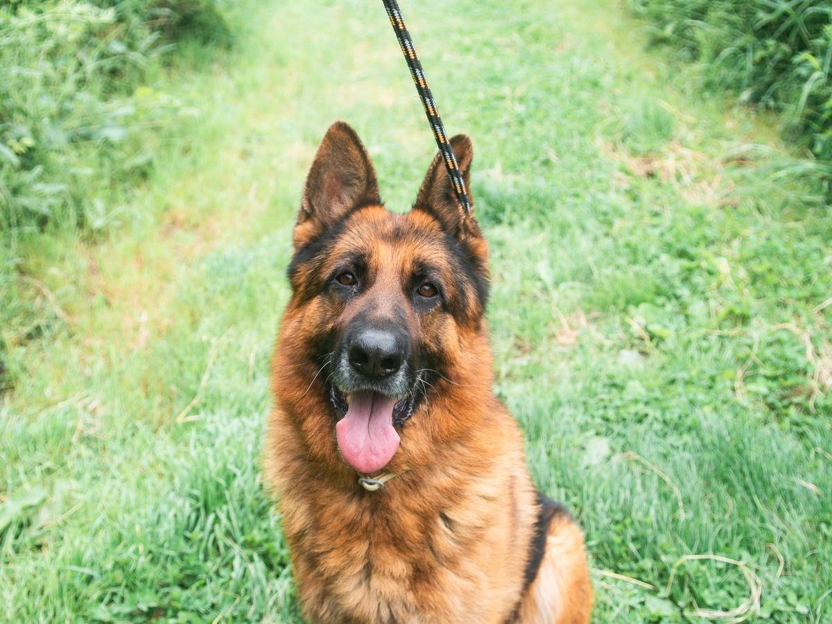 Adotta un cane, taglia gigante, maschio, Bologna