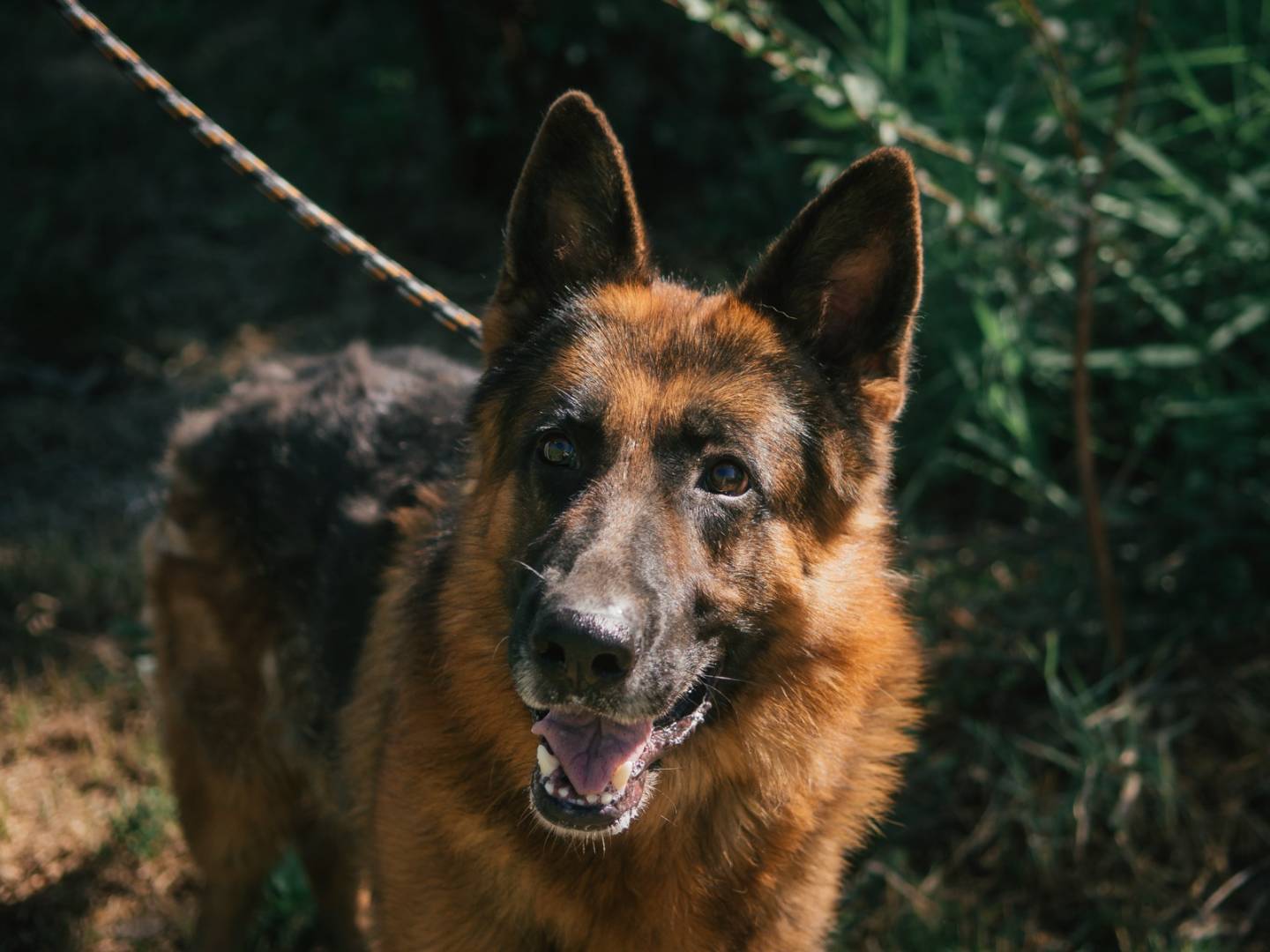 Vuoi adottare un cane a Bologna?