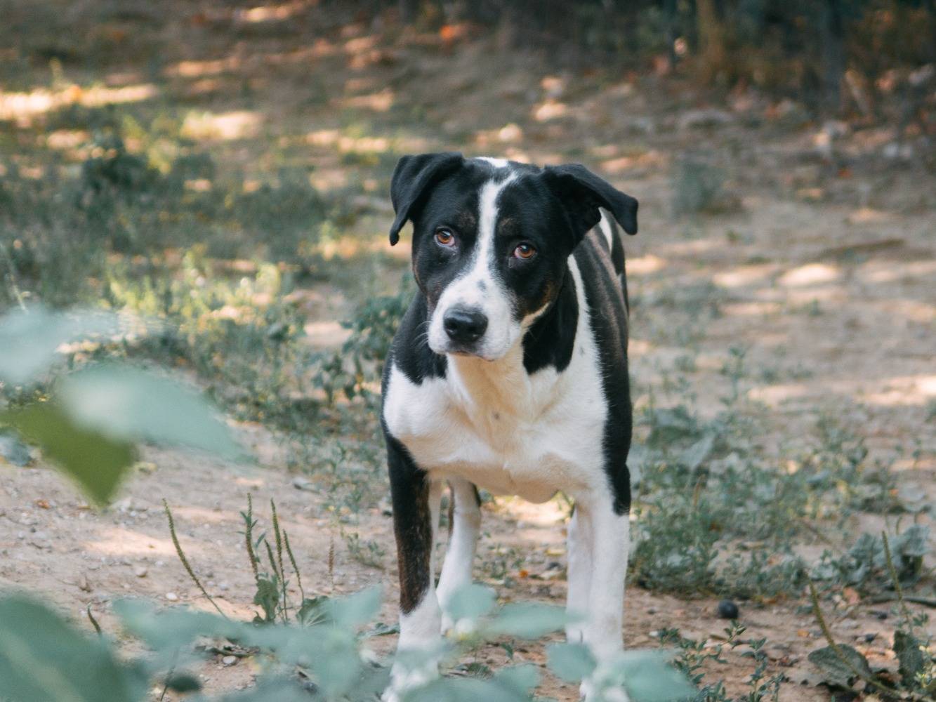 Foto dell'animale