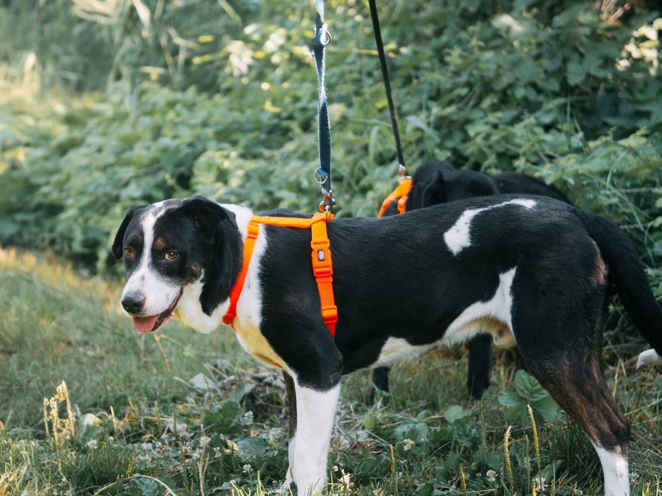 Adotta un cane, maschio, 8 anni  e 4 mesi , Bologna