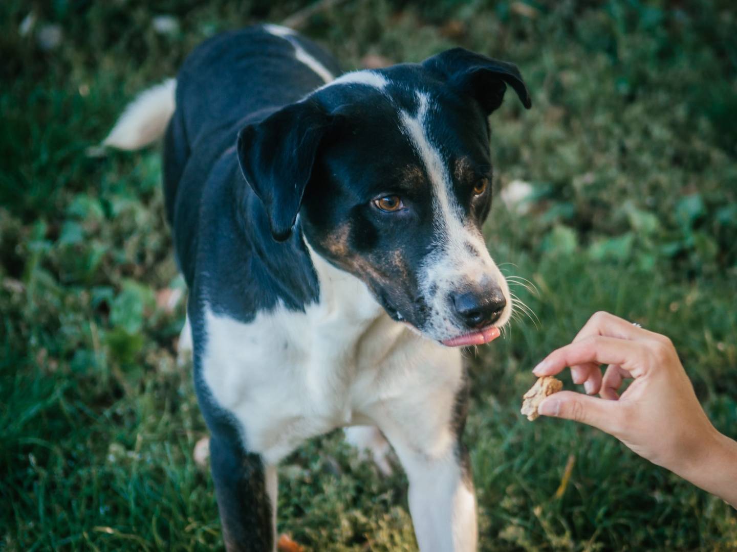 Adotta un cane, taglia media, maschio, Bologna