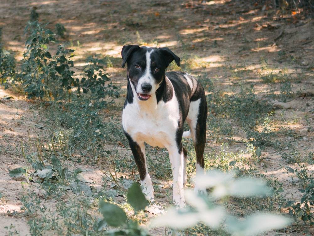 Vuoi adottare un cane a Bologna?