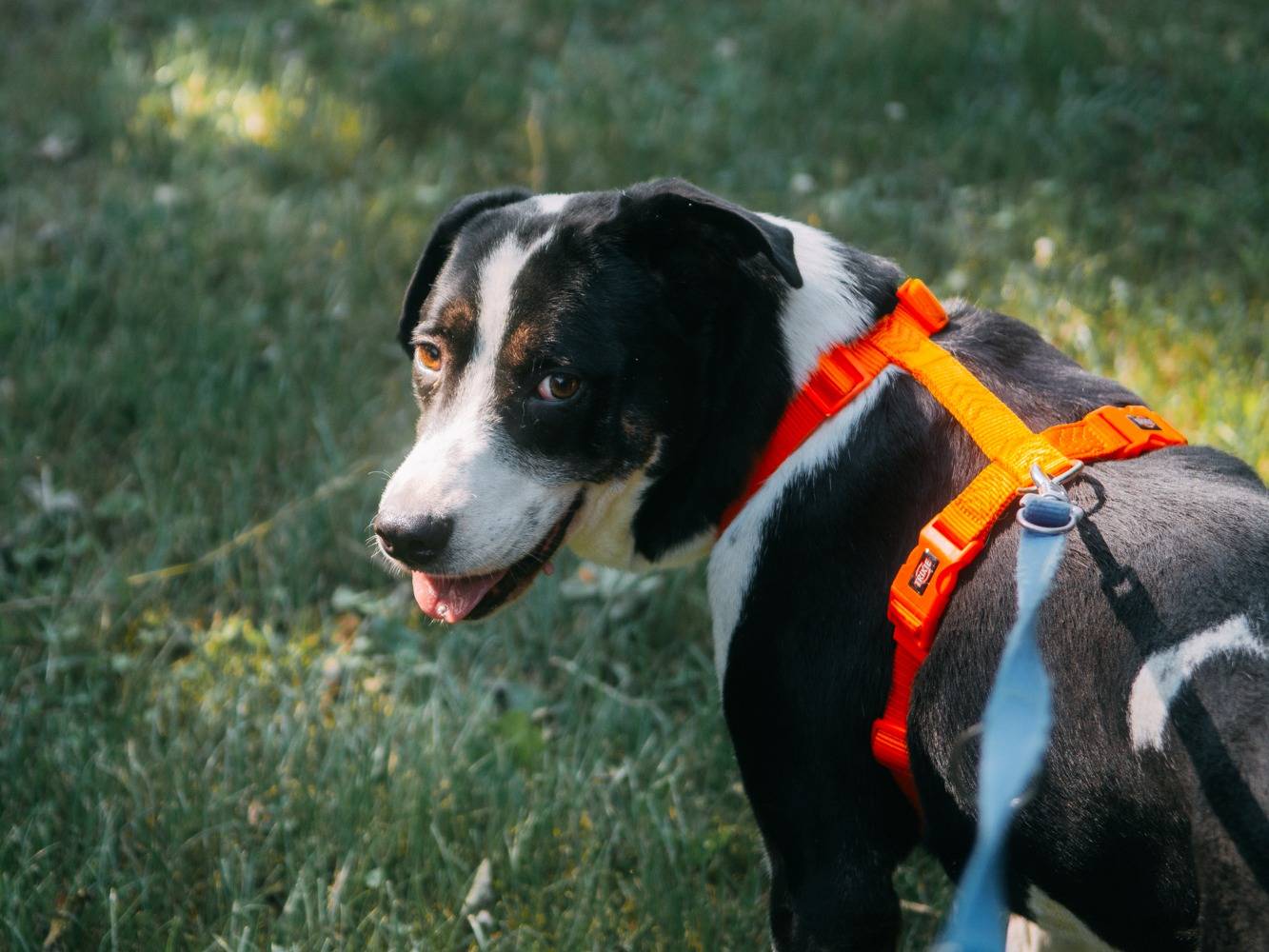 Adotta il cane Remo a Bologna