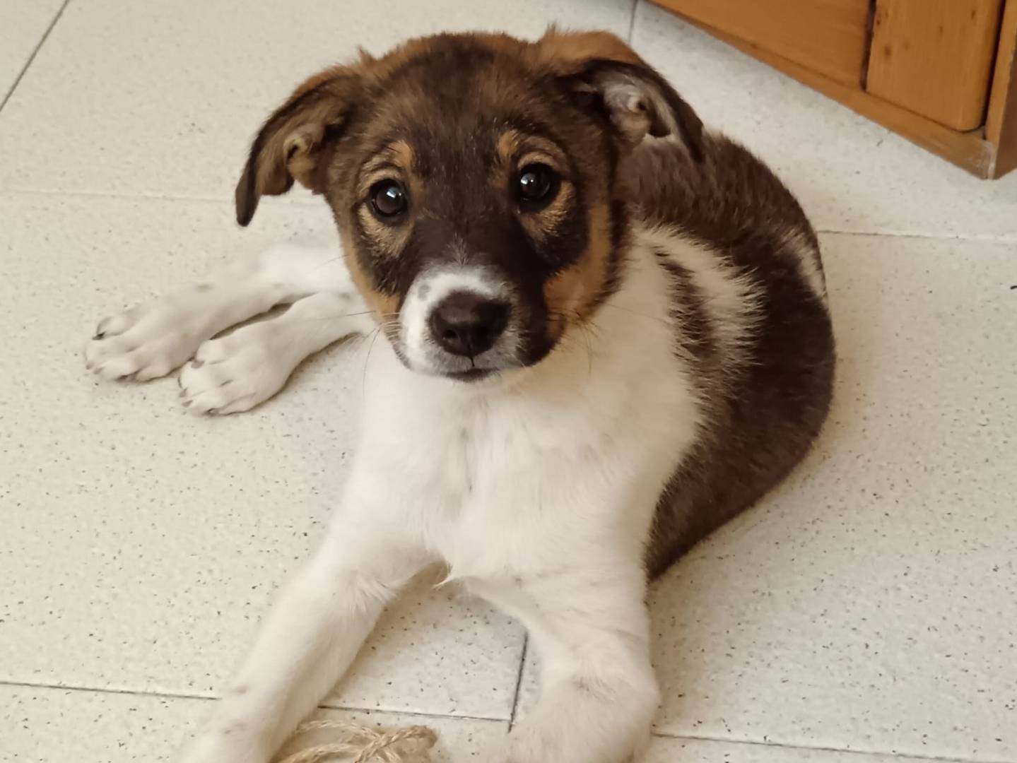 Adozione cane, femmina, meticcio, 2 anni e 2 mesi, taglia media, Bologna