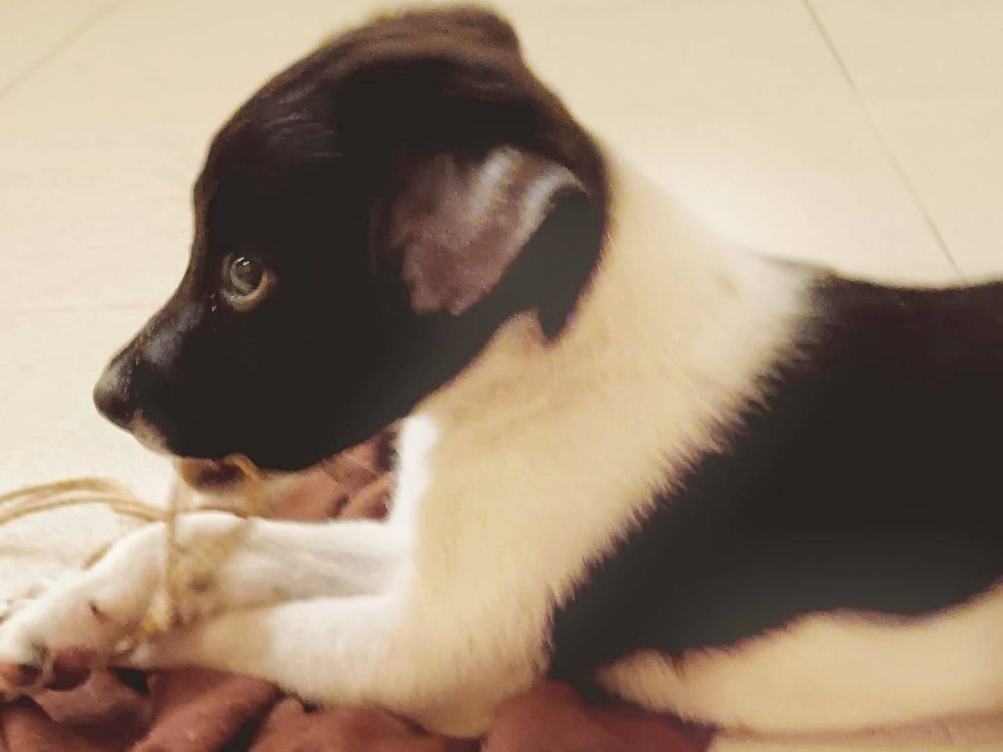 Adozione cane, maschio, meticcio, 2 anni e 2 mesi, taglia media, Bologna