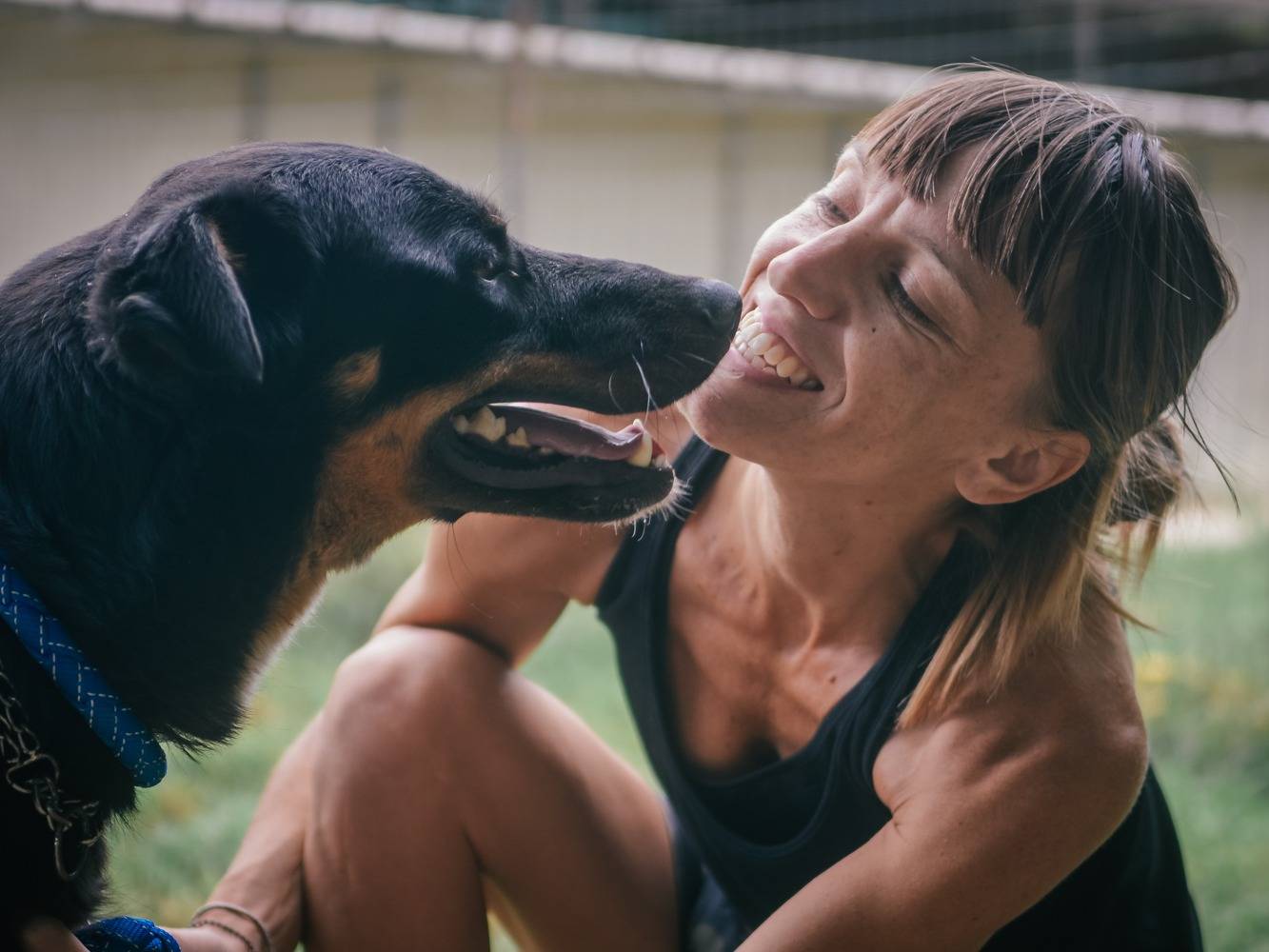 Adotta un cane, maschio, 5 anni  e 7 mesi , Bologna
