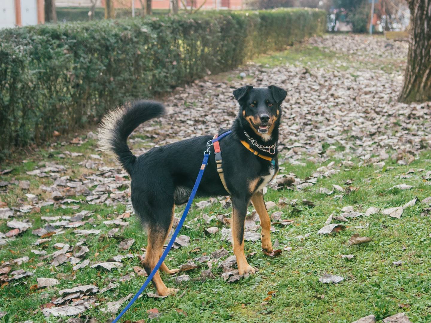 Adotta un cane, taglia grande, maschio, Bologna