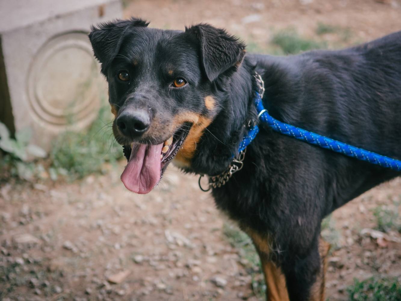 Vuoi adottare un cane a Bologna?