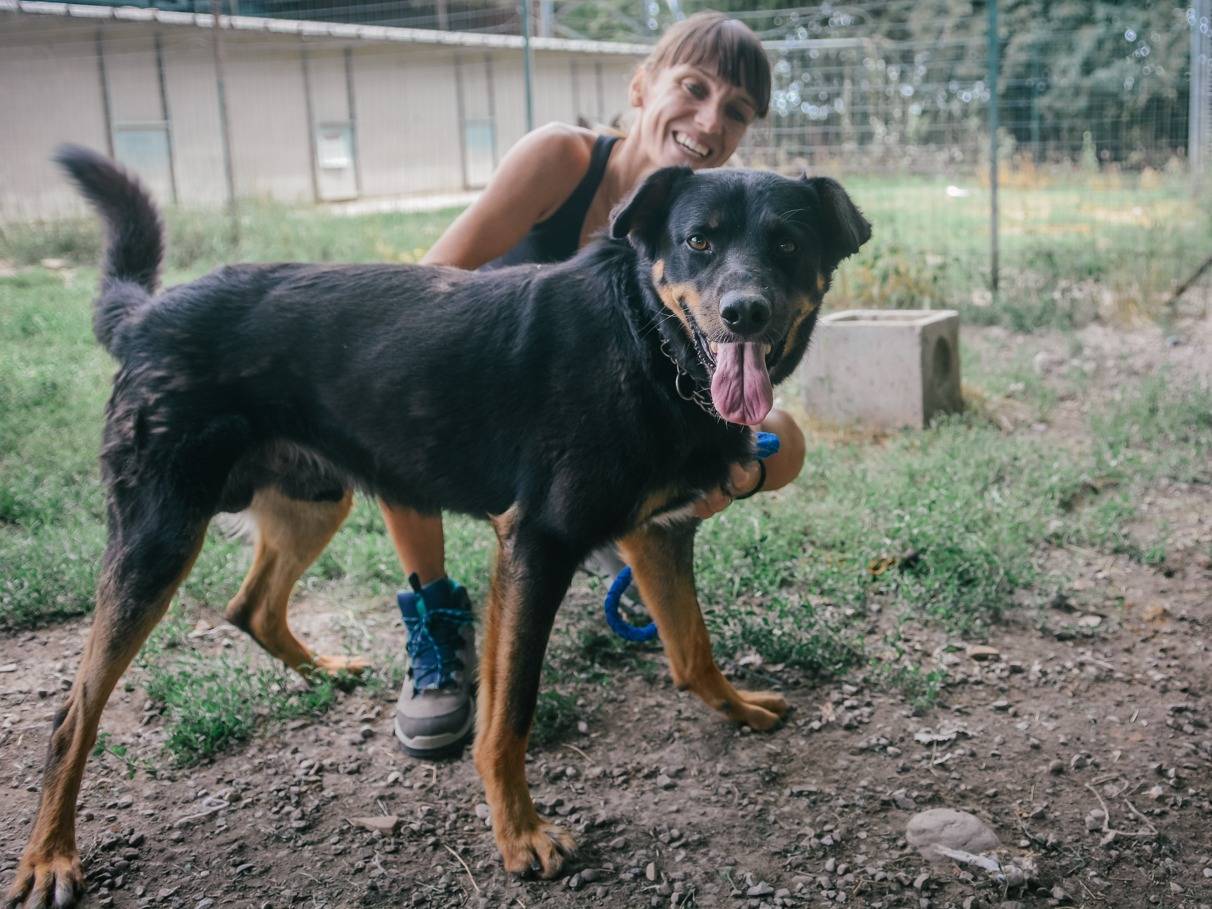 Adotta il cane Mario a Bologna