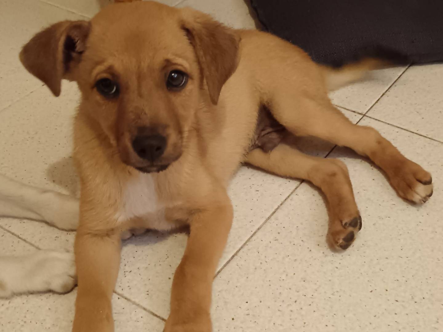 Adozione cane, maschio, meticcio, 4 mesi, taglia media, Bologna