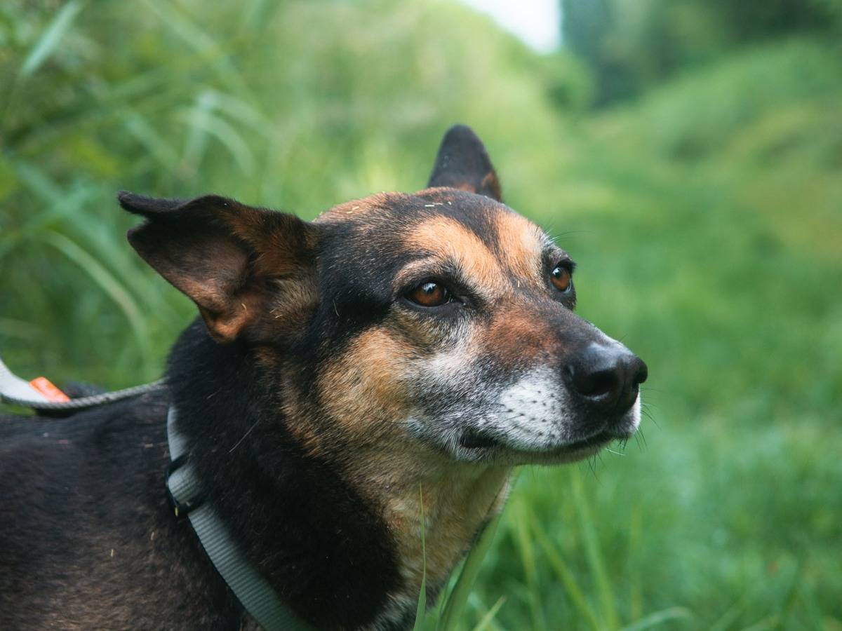 Foto dell'animale